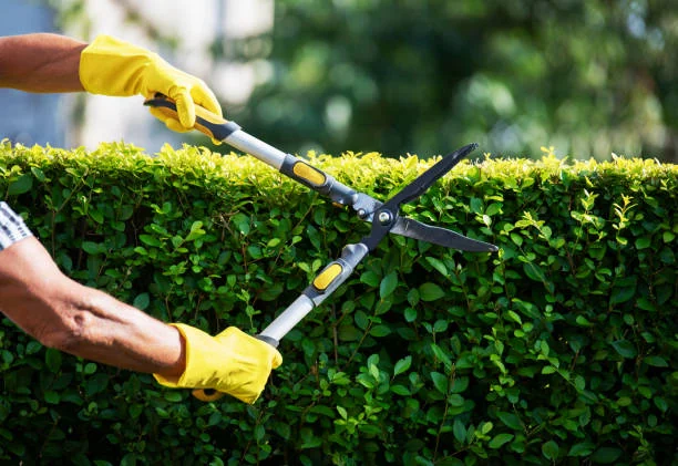 Close up of unrecognizable gardener hands Trimming Hedge In Garden Close up of unrecognizable gardener hands Trimming Hedge In Garden